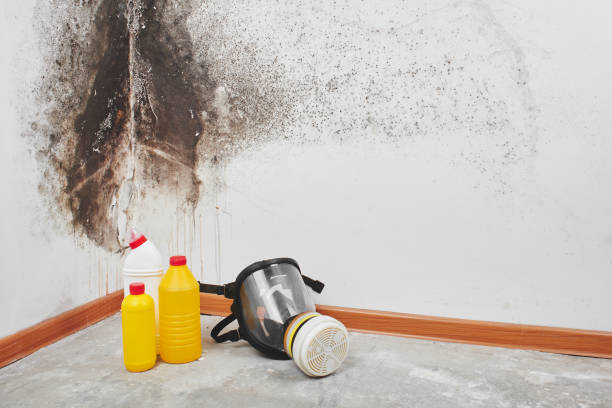 Best Residential Mold Remediation in Vidor, TX