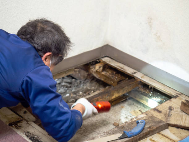 Best Mold Testing and Inspection Services in Vidor, TX