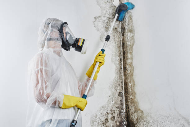 Best Industrial Mold Remediation in Vidor, TX