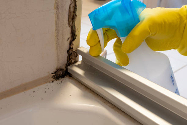 Best Preventive Mold Services in Vidor, TX