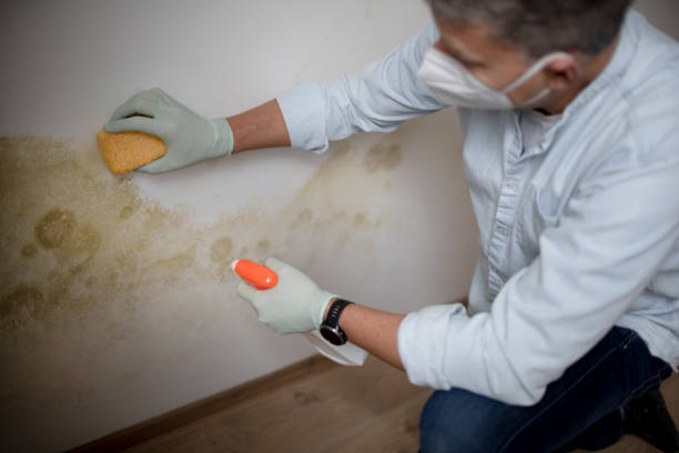Best Black Mold Remediation in Vidor, TX