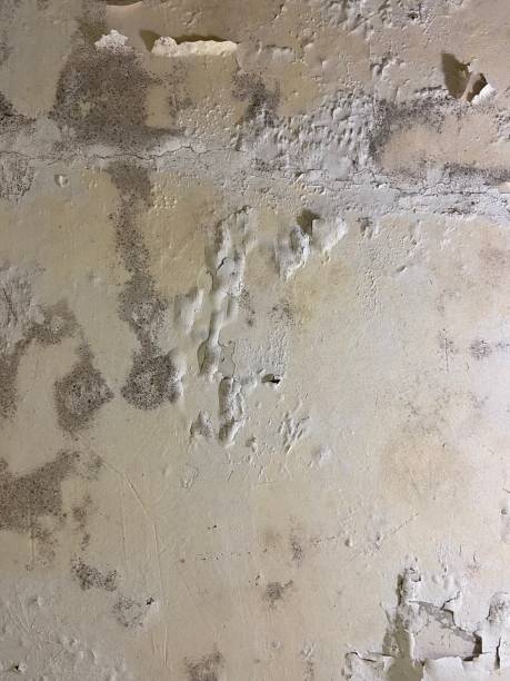 Professional Mold Remediation in Vidor, TX