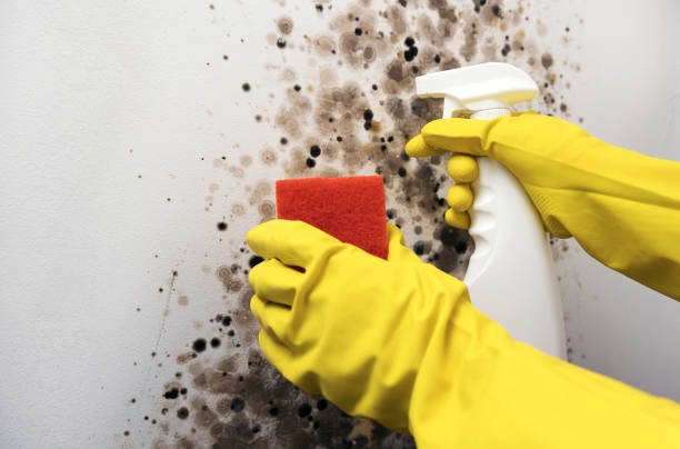 Best Localized Mold Remediation (e.g., coastal areas, humid climates) in Vidor, TX