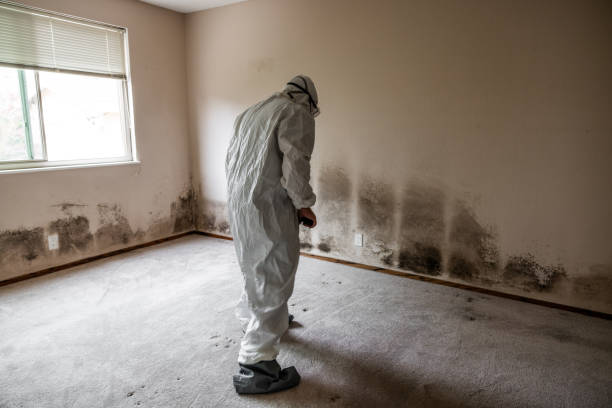 Best Emergency Mold Remediation in Vidor, TX