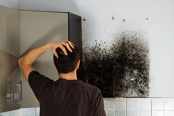 Best Basement Mold Remediation in Vidor, TX